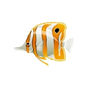 Tangerine Butterflyfish